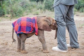 姚明的沉重非洲行:见证大象犀牛被盗猎